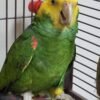Chris Baby Double Yellow-headed Amazon Photo 3 Chris Baby Double Yellow-headed Amazon parrot