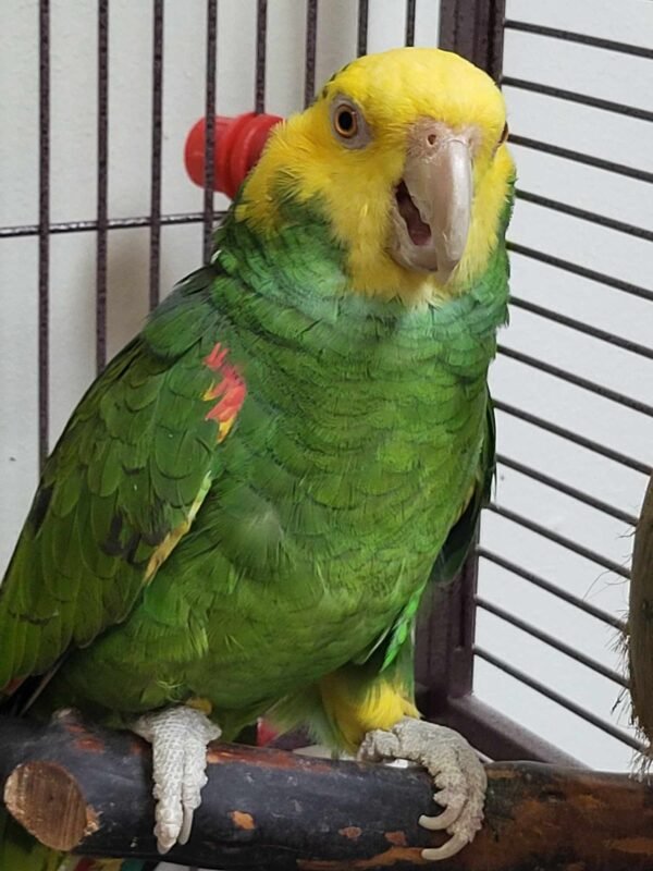 Chris Baby Double Yellow-headed Amazon Photo 3 Chris Baby Double Yellow-headed Amazon parrot