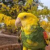 Chris Baby Double Yellow-headed Amazon Photo 4 Chris baby Double Yellow-headed Amazon parrot