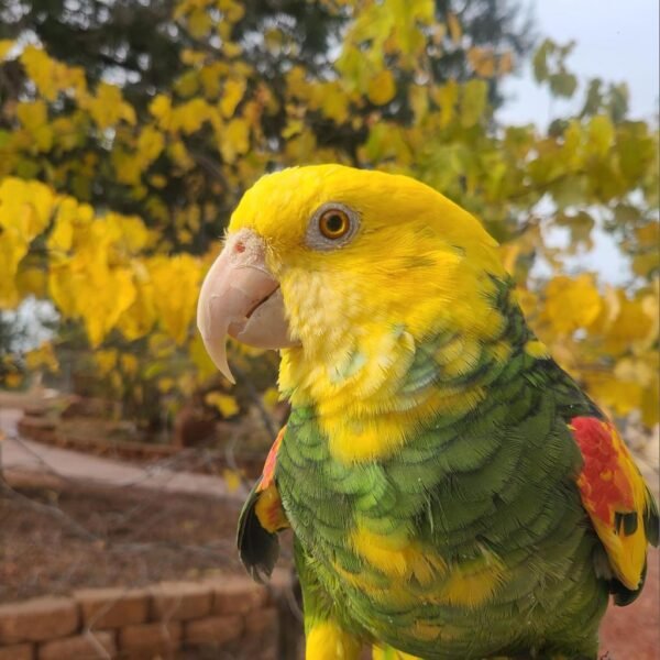Chris Baby Double Yellow-headed Amazon Photo 4 Chris baby Double Yellow-headed Amazon parrot