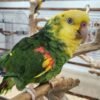 Chris Baby Double Yellow-headed Amazon Photo 5 Chris baby Double Yellow-headed Amazon parrot