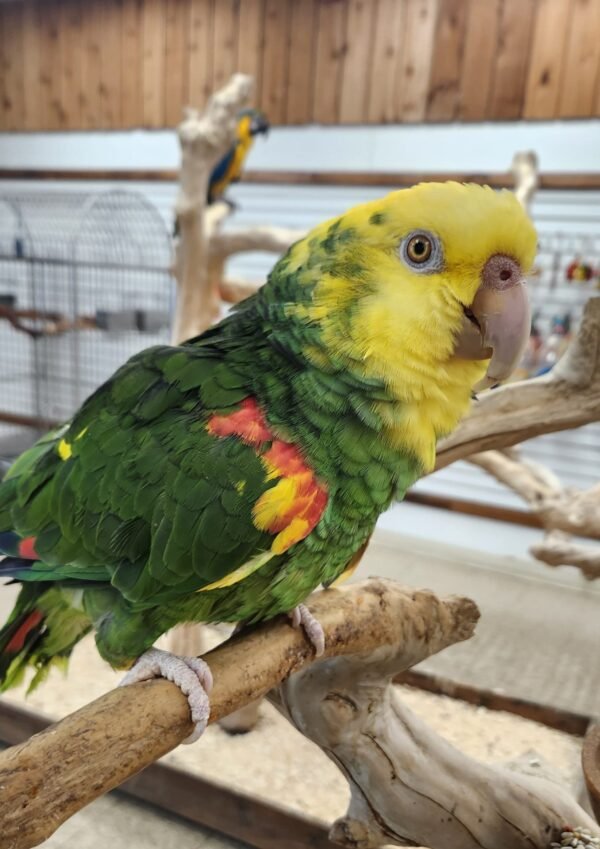 Chris Baby Double Yellow-headed Amazon Photo 5 Chris baby Double Yellow-headed Amazon parrot