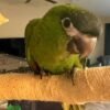 Dan Macaw gallery 1 Macaw parrot