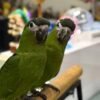 Dan Macaw gallery 2 Macaw parrot