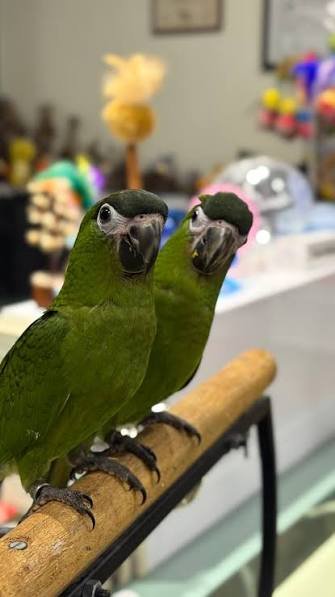 Dan Macaw gallery 2 Macaw parrot