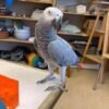 Ella African Grey Parrot gallery 1 Ella African Grey parrot additional photo 1