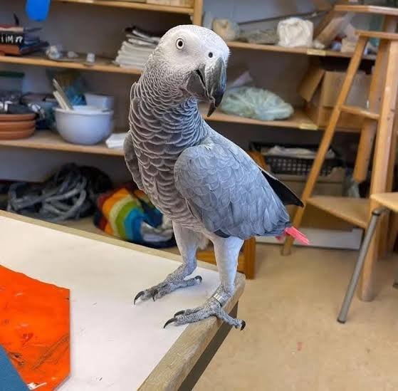 Ella African Grey Parrot gallery 1 Ella African Grey parrot additional photo 1