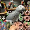 Ella African Grey Parrot gallery 2 Ella African Grey parrot additional photo 2