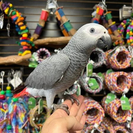 Ella African Grey Parrot gallery 2 Ella African Grey parrot additional photo 2