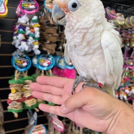 Goffin Cockatoo White Goffin cockatoo perched on a person's hand