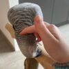 Jess African Grey parrot additional photo 1