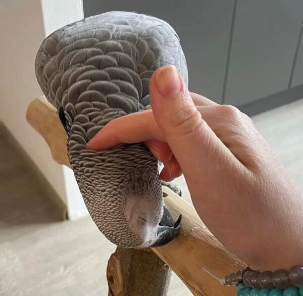 Jess African Grey parrot additional photo 1