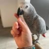 Jess African Grey parrot additional photo 2
