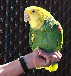 Ken Double Yellow-headed Amazon Parrot Double Yellow-headed Amazon parrot