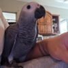 Leo African Grey parrot additional photo 1