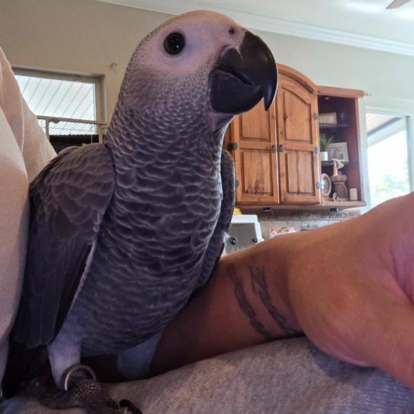 Leo African Grey parrot additional photo 1