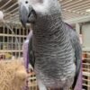 Leo African Grey parrot additional photo 2