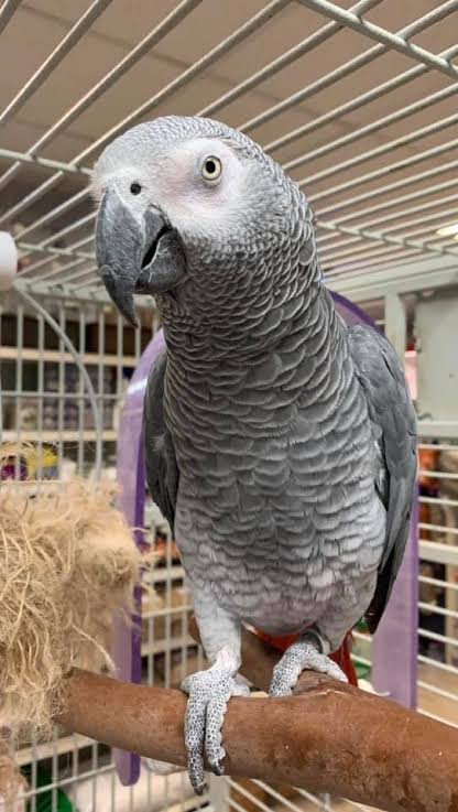 Leo African Grey parrot additional photo 2