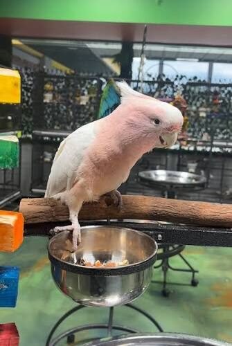 Major Mitchell Cockatoo Pink and white Major Mitchell cockatoo perched beside a feeding bowl