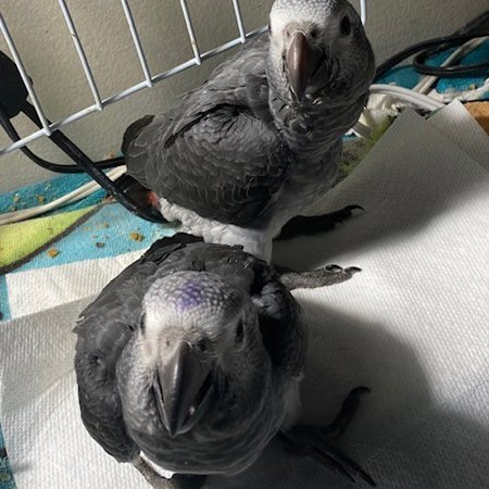 Molly Timneh African Grey Parrot gallery 2 Molly Timneh African Grey parrot additional photo 2