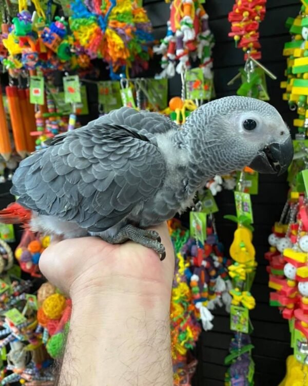 Nala African Grey parrot