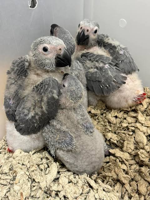 Ollie African Grey Parrot – Photo 1 Ollie African Grey parrot