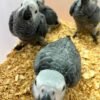 Ollie African Grey Parrot – Photo 2 Ollie African Grey parrot