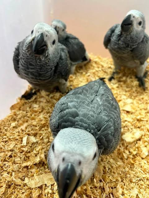 Ollie African Grey Parrot – Photo 2 Ollie African Grey parrot