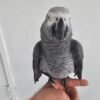 Tilly Timneh African Grey parrot