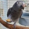Tilly Timneh African Grey parrot