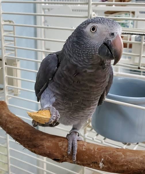 Tilly Timneh African Grey parrot