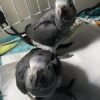 Tilly Timneh African Grey parrot