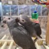 Tilly Timneh African Grey parrot