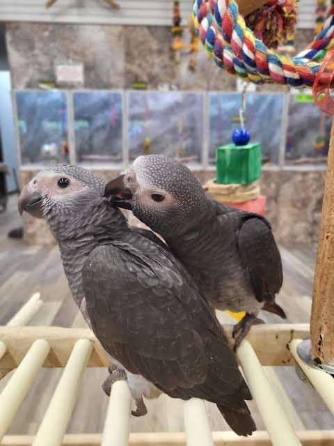 Tilly Timneh African Grey parrot