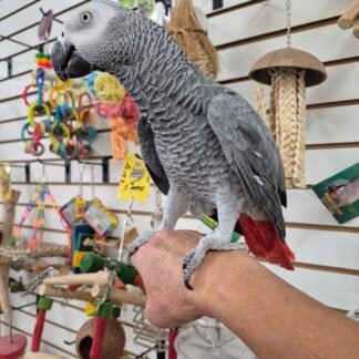 Trixie African Grey parrot