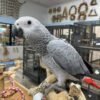 Trixie African Grey parrot