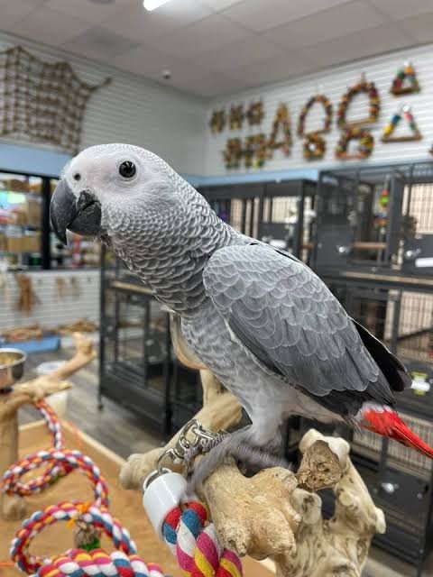 Trixie African Grey parrot